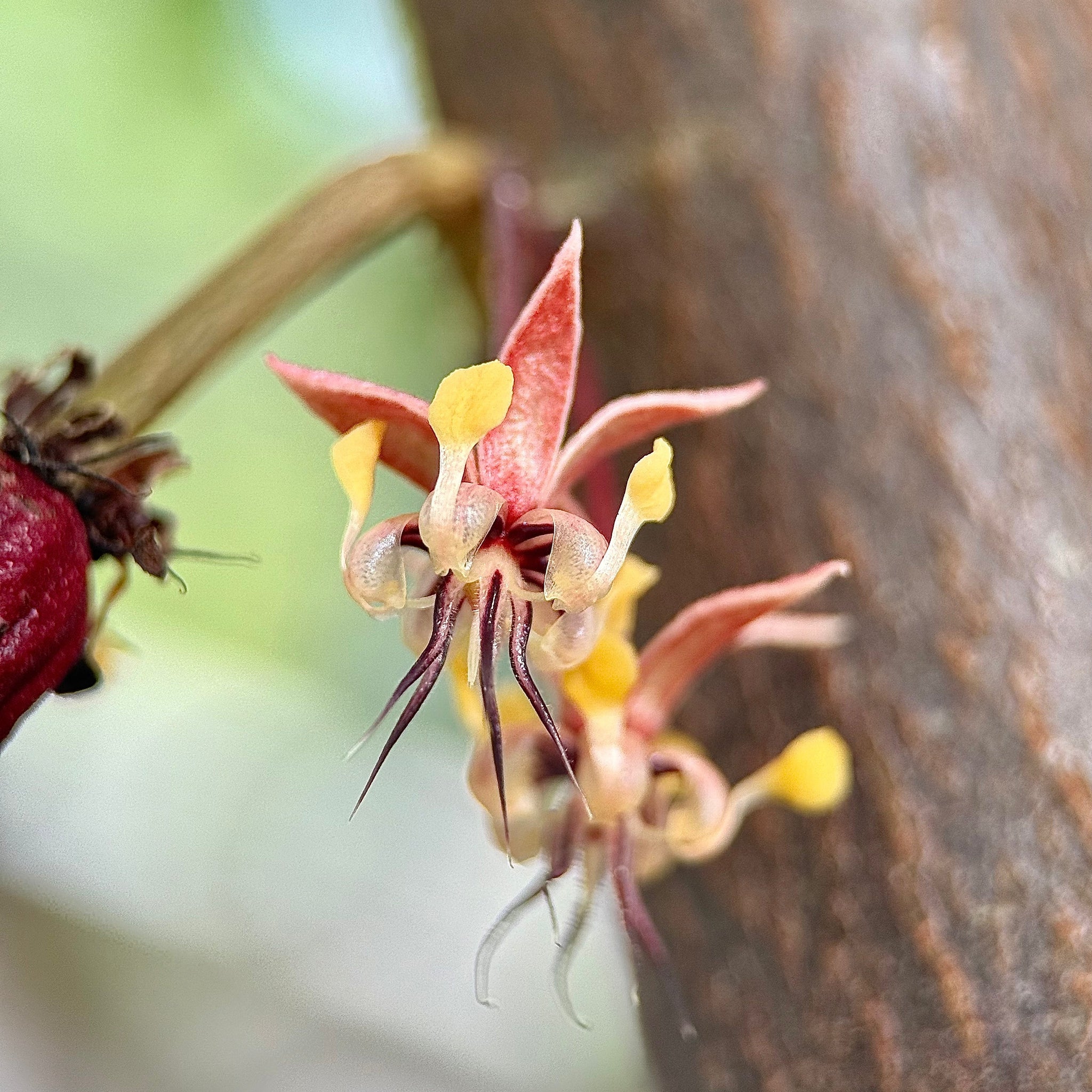 Reflection: The Cacao Pollination Miracle