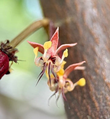 Reflection: The Cacao Pollination Miracle
